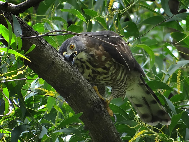 鳳頭蒼鷹/無限台南