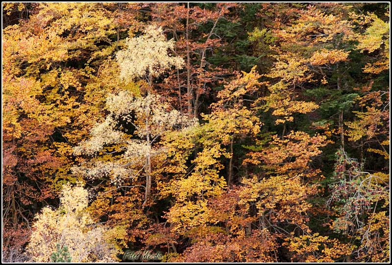 ordesa otoño 09