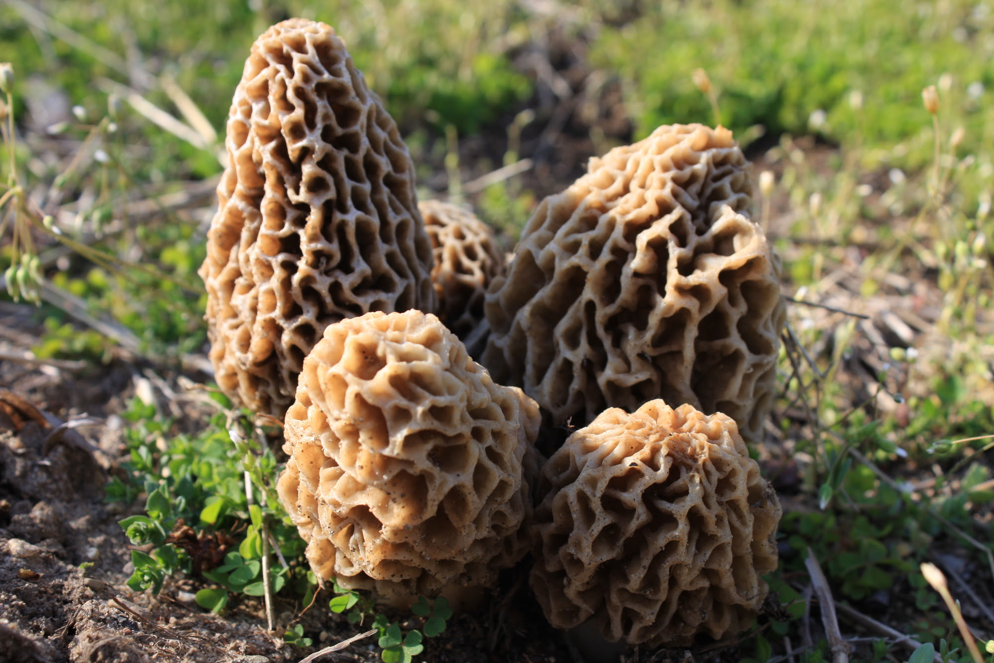 Morel Mushrooms For Sale In Ohio All Mushroom Info