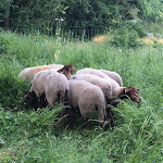 Les moutons sont de retour sur le mont Bernon à Épernay