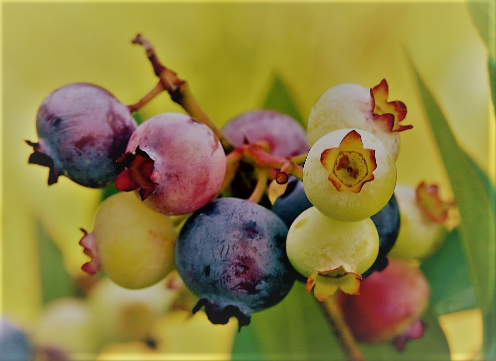 http://upload.wikimedia.org/wikipedia/commons/8/88/PattsBlueberries.jpg