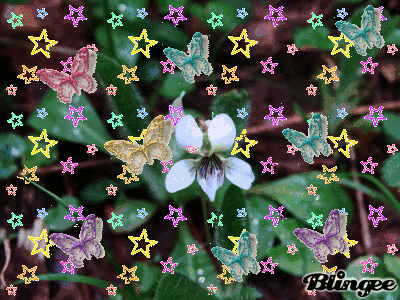 flower and butterflies