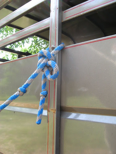 Rinnah's first horseman's knot!
