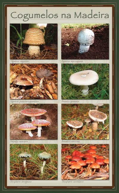Cogumelos na Madeira - painel 1.jpg
