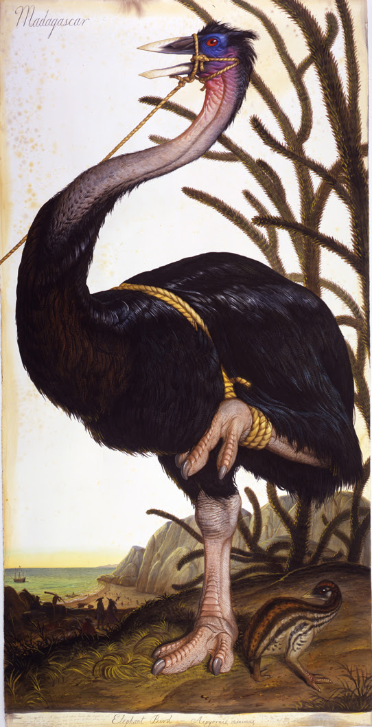 madagascar_542