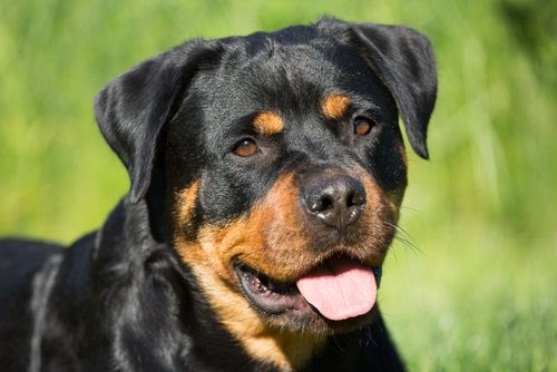 Rottweiler / rottweiler, Dog, Dogs Wallpapers HD / Desktop and Mobile