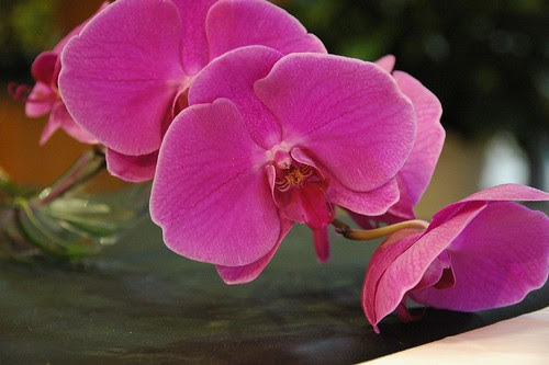 Unknown Moth Orchid
