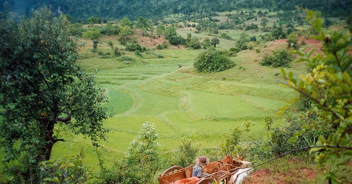 Hasil Pertanian Utama Myanmar Adalah Tugas sekolah