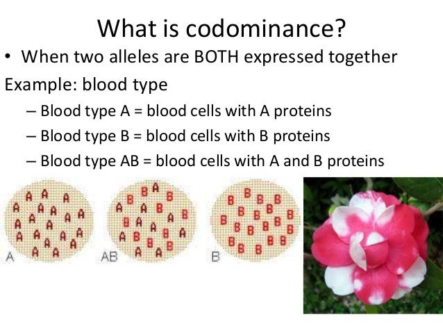 what is dominance in science