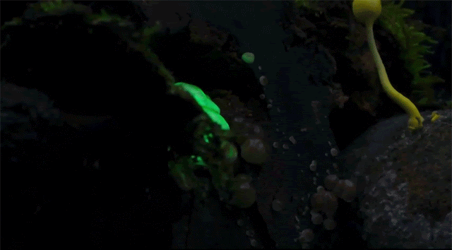 mush-4
