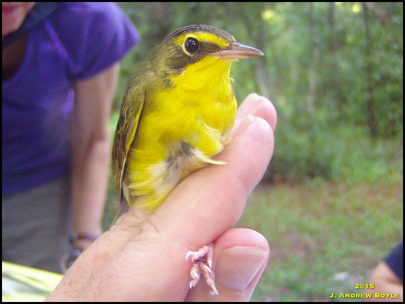 Kentucky Warbler Kentucky Warbler