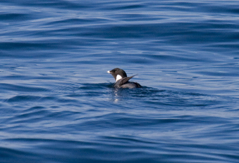 Ancient Murrelet Ancient Murrelet
