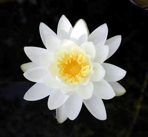 flower-image-30kb-gastky3