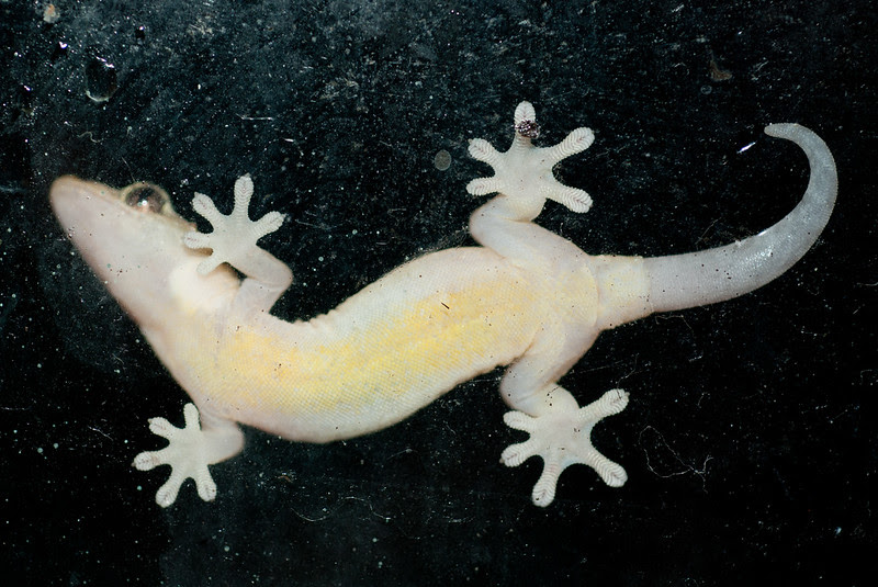 Geckos In Hawaii