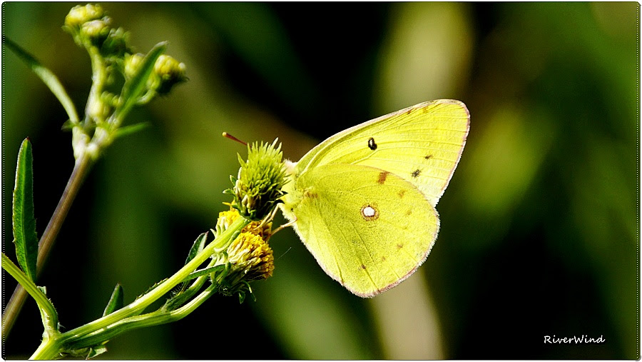 노랑나비 Yellow butterfly