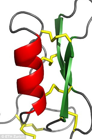 The three-dimensional structure studied by ETH researchers exhibits the compact form of copsin