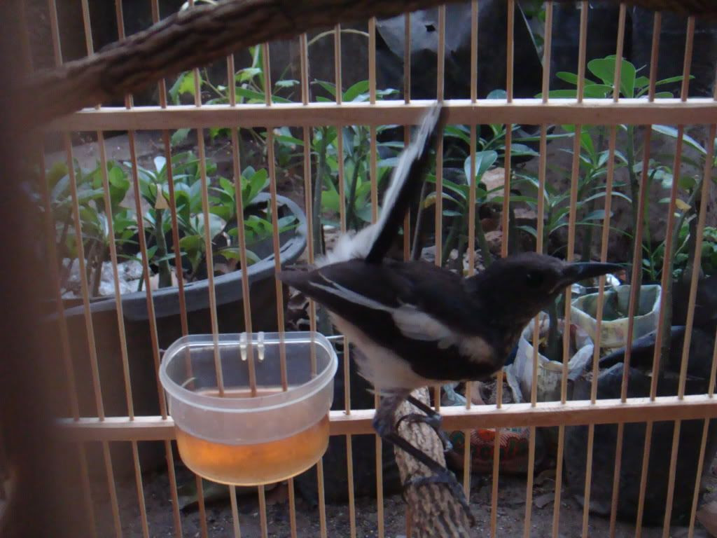 Info Dan Tips Perawatan Burung 2011
