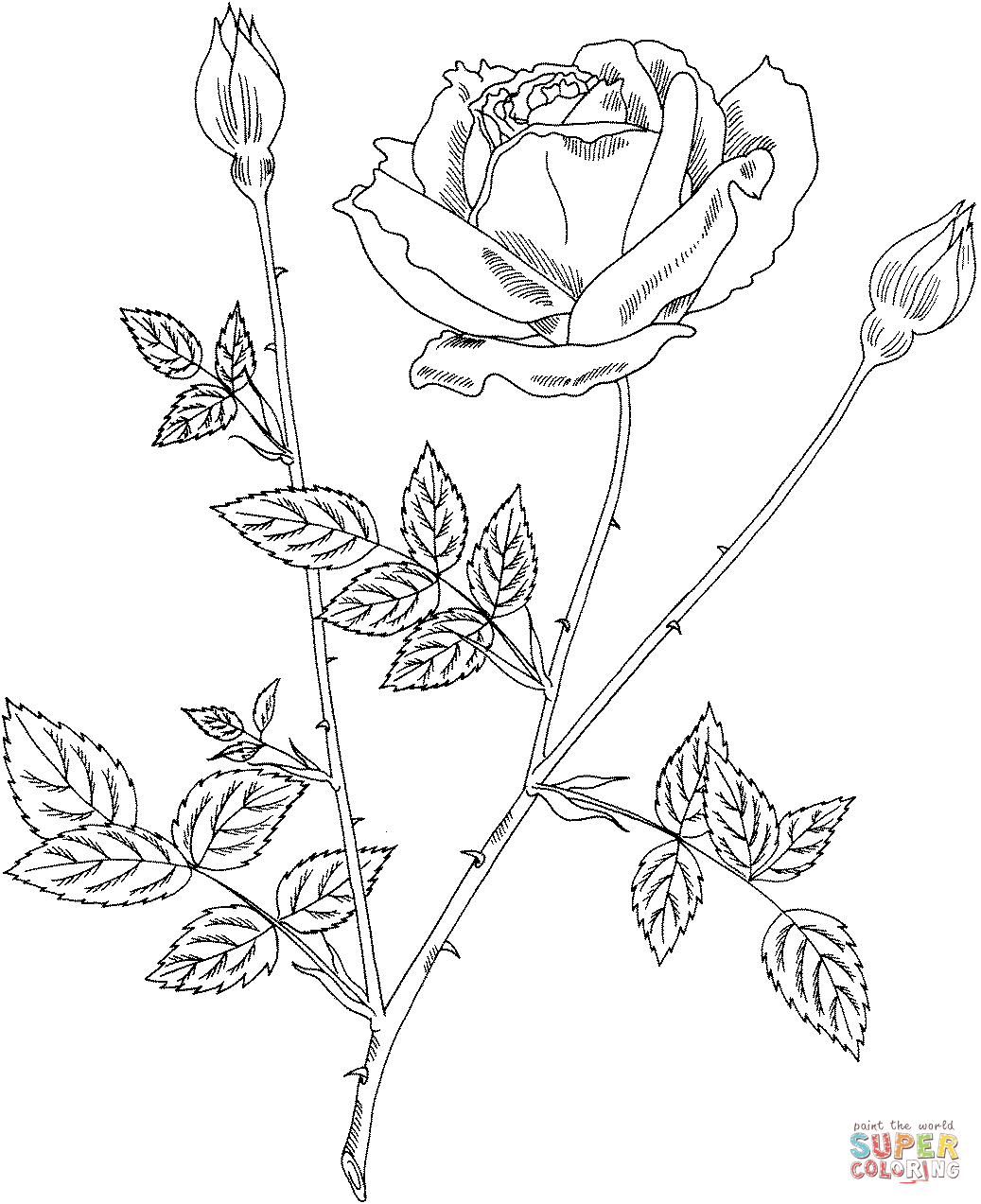 Featured image of post How To Draw Rose Bush