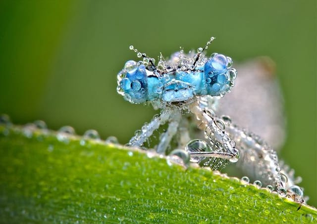 Macro Photographs of Dew Covered Dragonflies and Other Insects by David Chambon Macro Photographs of Dew Covered Dragonflies and Other Insects by David Chambon macro insects