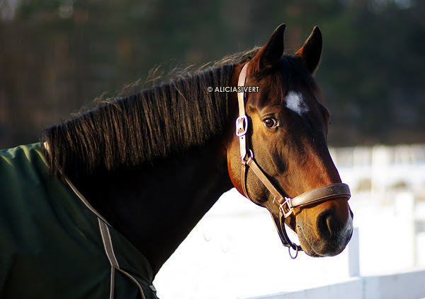 aliciasivert alicia sivertsson häst porträtt vinter säby gård horse portrait