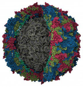 Poliovirus by Jason Roberts