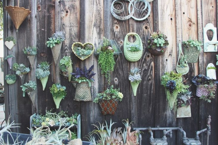 ไอเดียจัดสวน แต่งสวนด้วย ไม้อวบน้ำ Succulents