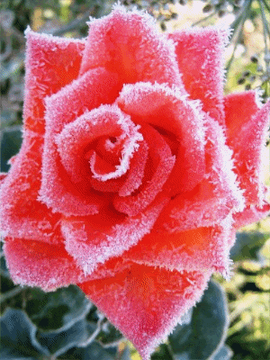 Снежная роза