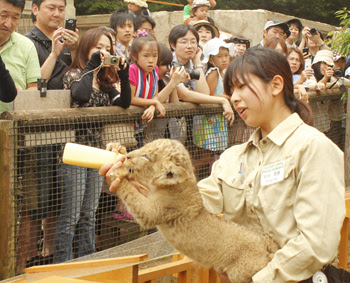 動物画像無料 最新のhd富士 サファリパーク 赤ちゃん ライオン