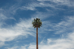 cell palm tree 2_1web.jpg
