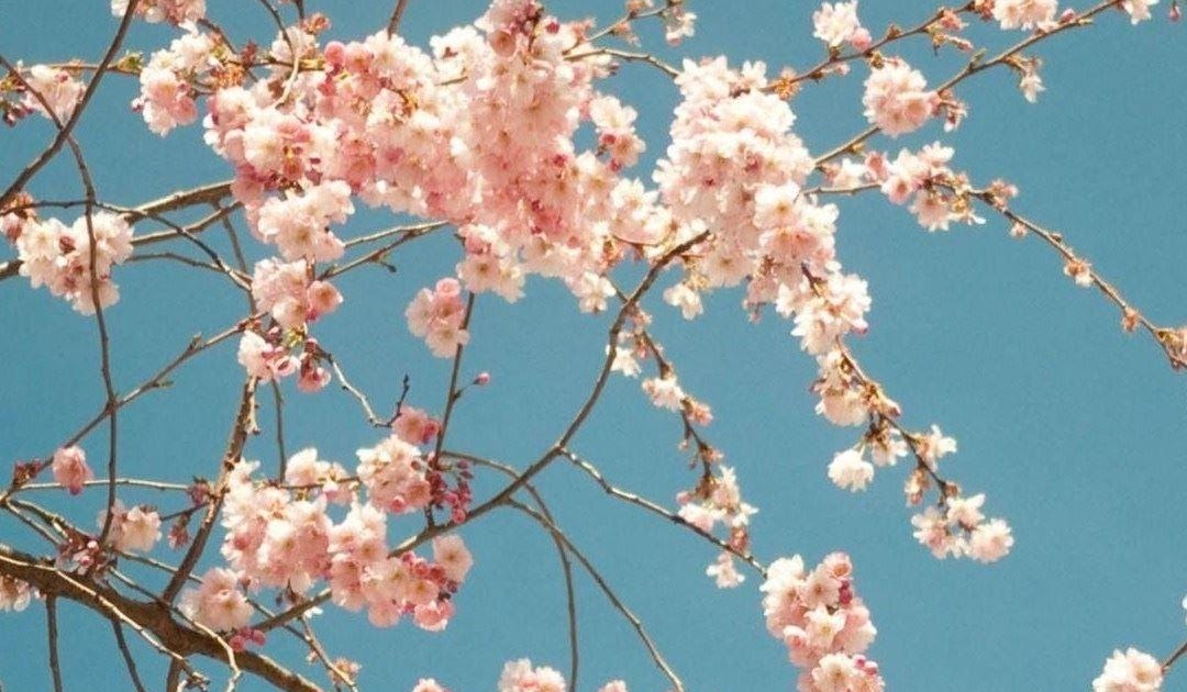 18+ Aesthetic Anime Sakura Wallpaper