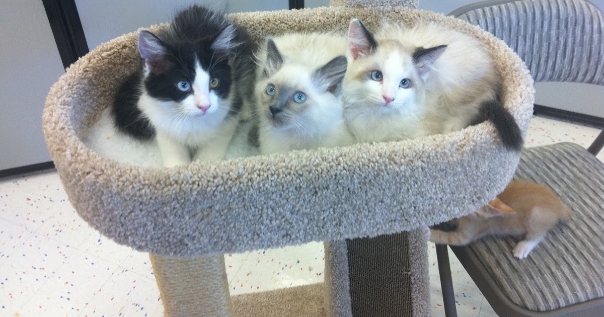 How Much Are Kitten Adoptions At Petco The Y Guide