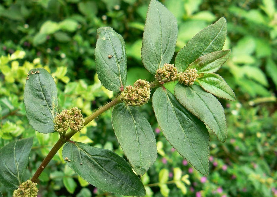 Asthma Plant Asthma Lung Disease