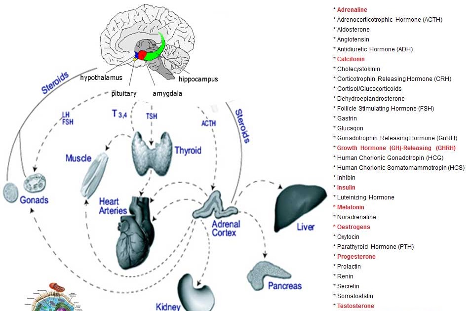 Health>Mind+Body: The Endocrine System