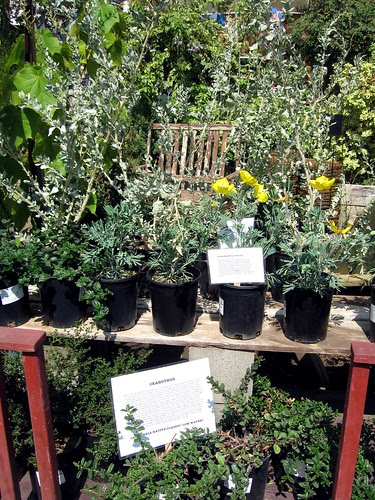 Atriplex, Ceanothus and Hunnemannia
