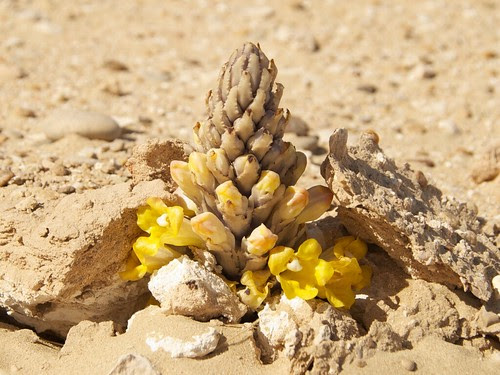 110304 Qatar Desert Flower - Take 2
