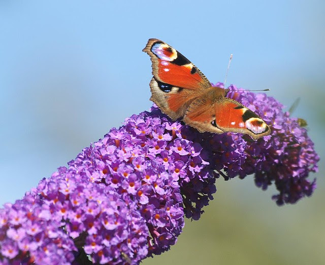 DSC_4273 Peacock butterfly