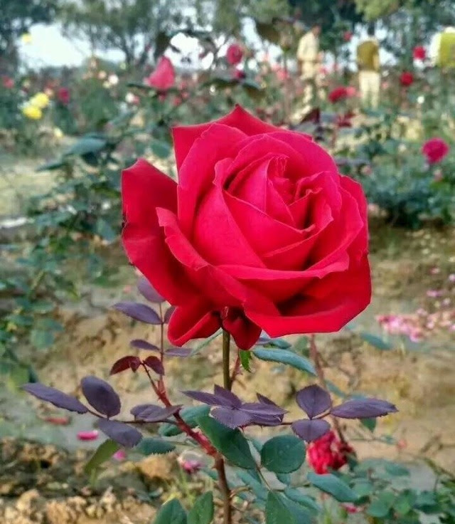 Red Roses Images For Whatsapp Dp Roses Gallery