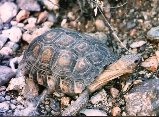 desert tortoise, Tucson, circa 1987