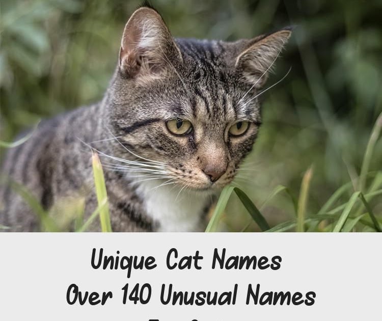 Grey Kitten Names Female - Names for Gray Kittens Slideshow / Male and