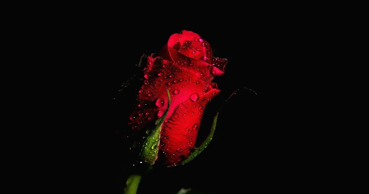 Wallpaper Red Rose On Black Background - Red flowers on black
