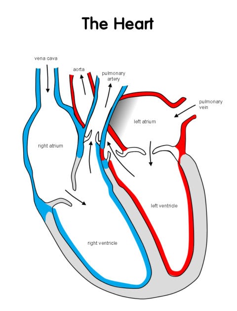 35 Heart Diagram To Label - Labels Database 2020