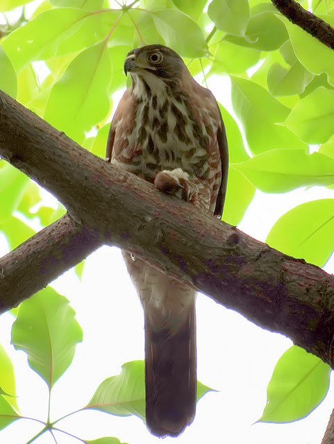 鳳頭蒼鷹/無限台南