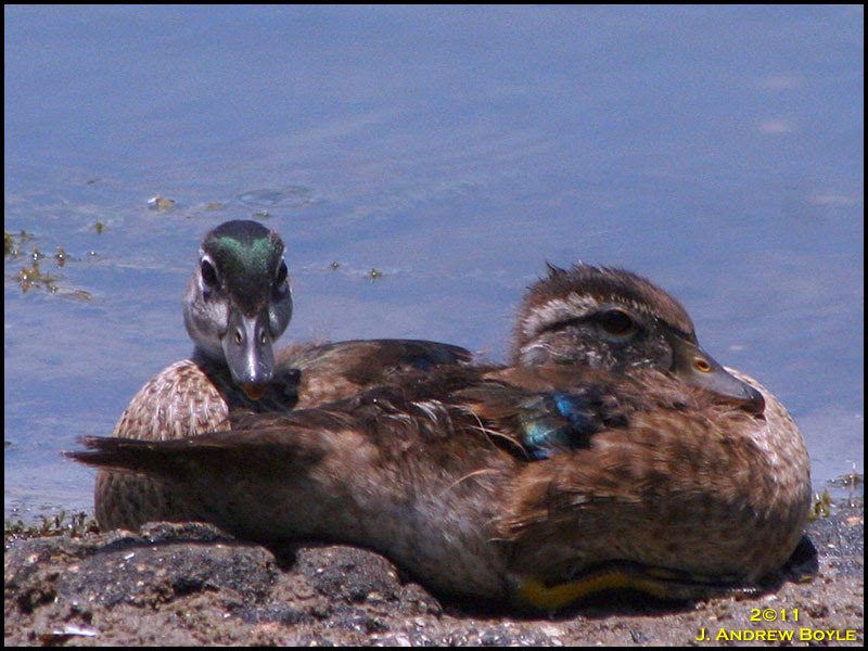 Wood Duck Wood Duck