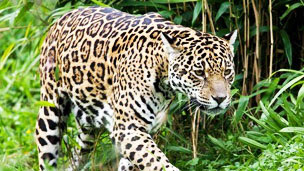 Jaguar Foto SPL