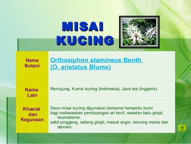 Nama Ubat Demam Kucing  Contoh View