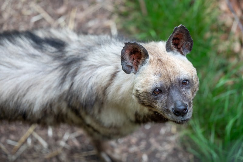 Neunkirchen Saarland Zoo Neunkircher Zoo Neunkircherzoo
