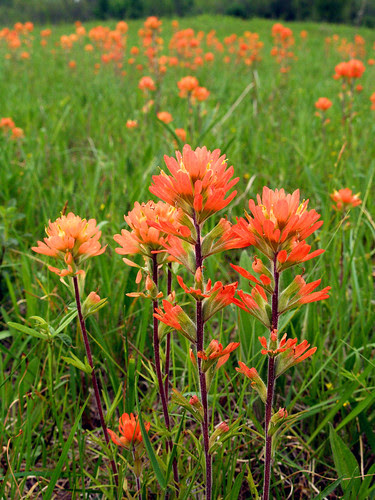 Cherokee Prairie