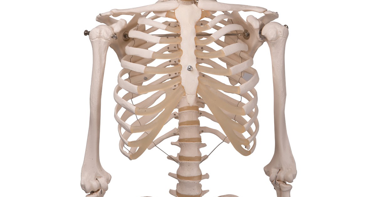 Human Bone Anatomy Picture : Human Skeleton Anatomical Model - Ct, mri