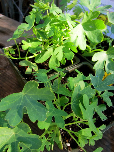 Canary Nasturtiums