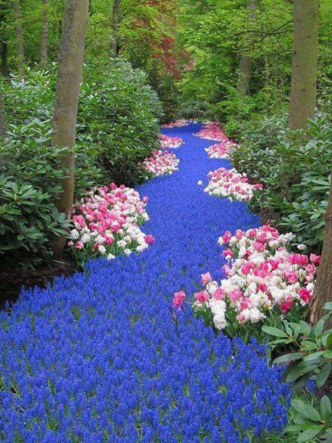 River of Flowers Keukenhof Bulbflower garden - Netherlands
